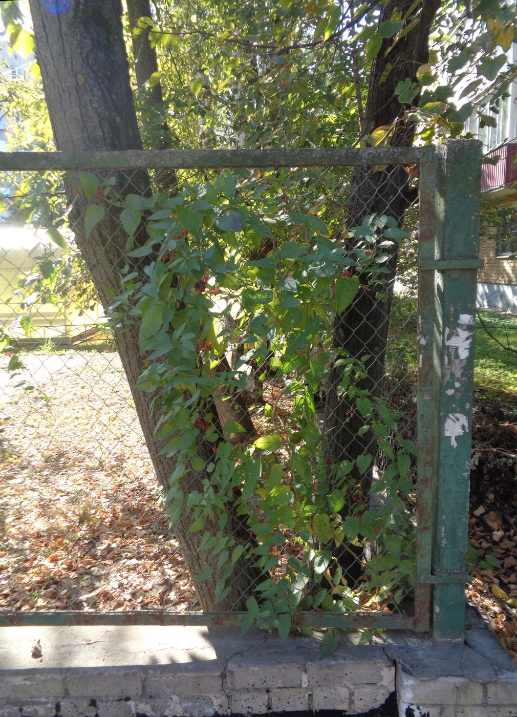 Image of Solanum dulcamara specimen.