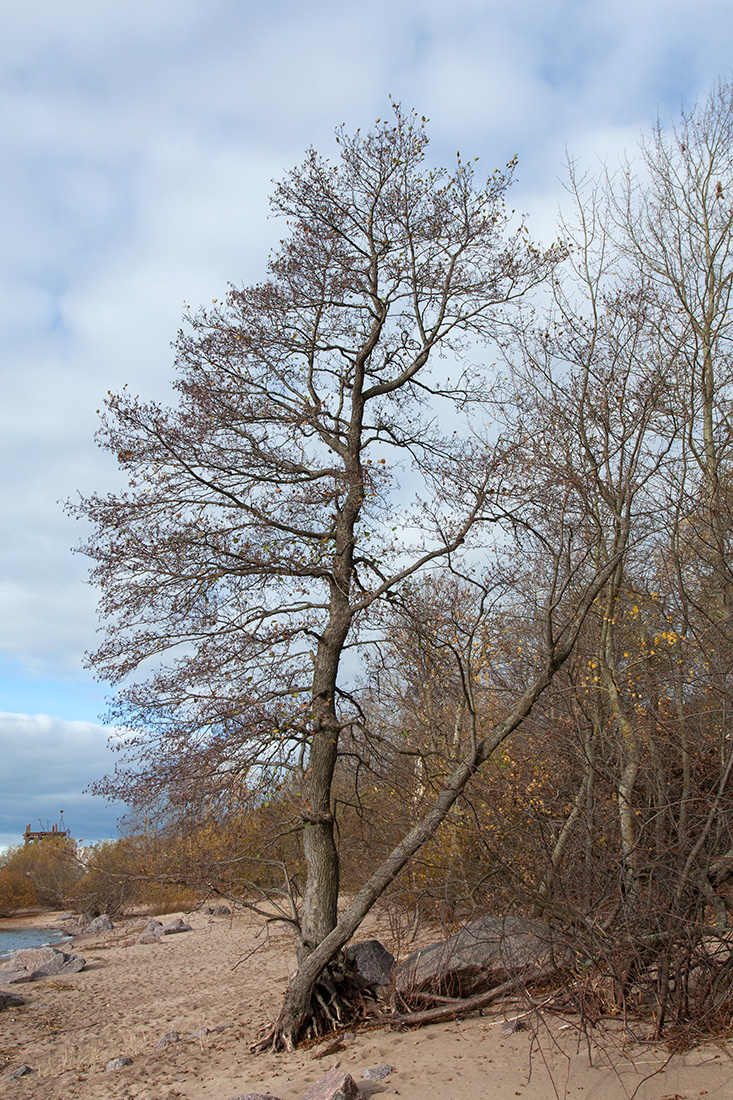 Изображение особи Alnus glutinosa.