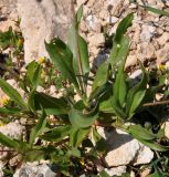 Plantago amplexicaulis