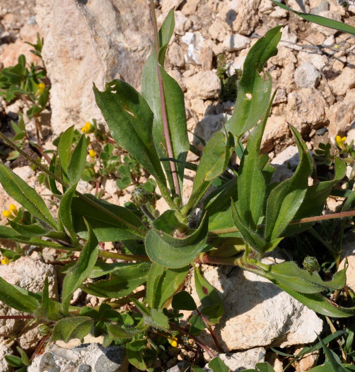 Изображение особи Plantago amplexicaulis.