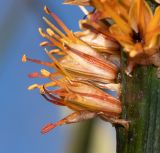 Aloe castanea