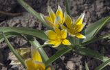 Tulipa tarda