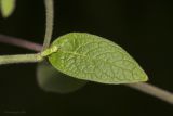 Inula conyza