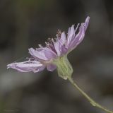 Lagoseris purpurea