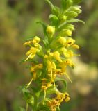 Orthanthella lutea