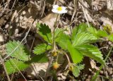 Fragaria vesca