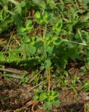 Euphorbia helioscopia