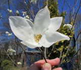 Magnolia salicifolia