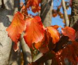 Parrotia persica. Побег с листьями в осенней окраске. Краснодарский край, г. Краснодар, парк \"Краснодар\". 15.10.2021.