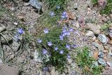 Linum altaicum