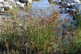 Juncus articulatus