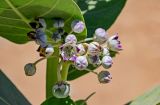 Calotropis procera