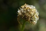 Cephalaria gigantea. Соплодие. Адыгея, Кавказский биосферный заповедник, Азишский перевал, 1750 м н.у.м., опушка. 16.09.2023.