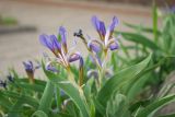 Iris glaucescens