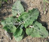 Arctium tomentosum