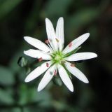 Stellaria palustris