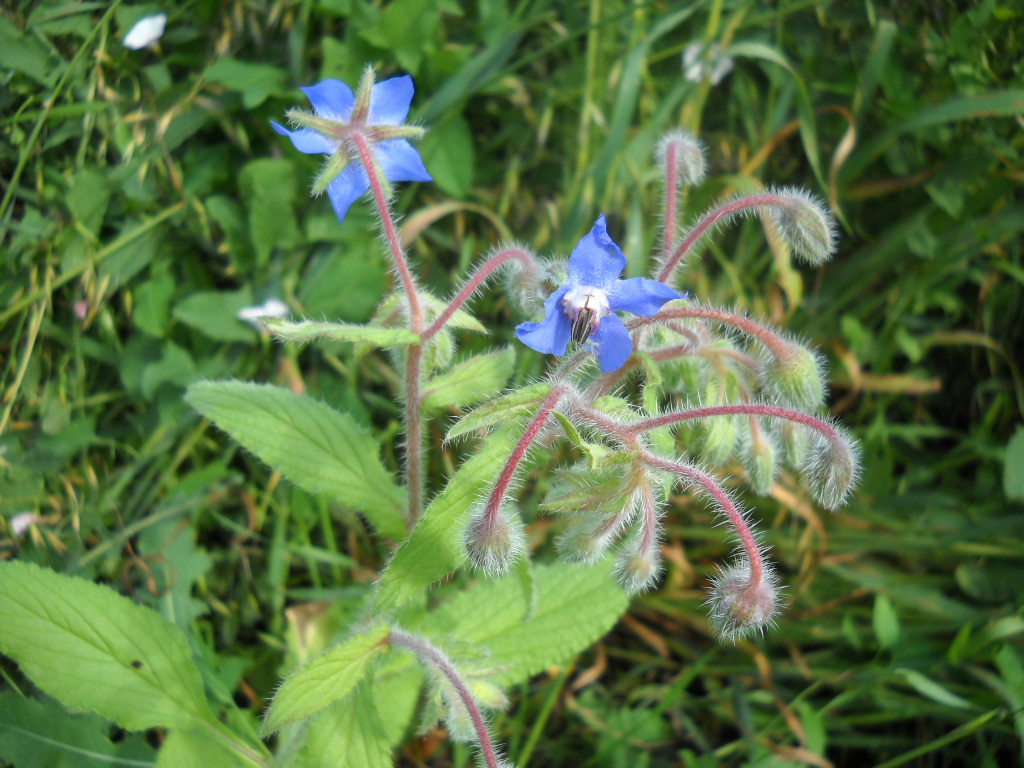 Изображение особи Borago officinalis.