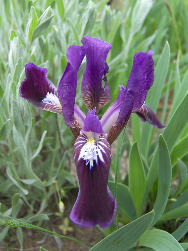 Изображение особи Iris scariosa.