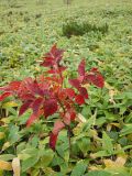 Toxicodendron trichocarpum. Молодое растение с листьями в осенней окраске в окружении сазы курильской. Южные Курилы, о-в Кунашир, кальдера вулкана Головнина. 6 октября 2011 г.