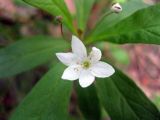 Trientalis europaea. Цветок. Ленинградская область, Всеволожский район, окрестности поселка Токсово. 1 июня 2012 г.