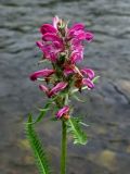 Pedicularis interioroides