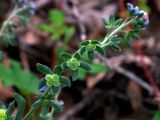 Cynoglossum creticum