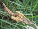 Carex acuta