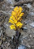 Orobanche gigantea. Цветущее растение, паразитирующее на Ferula samarkandica. Узбекистан, Ташкентская обл., зап. отроги Чаткальского хр., гора Малый Чимган. 13.06.2013.