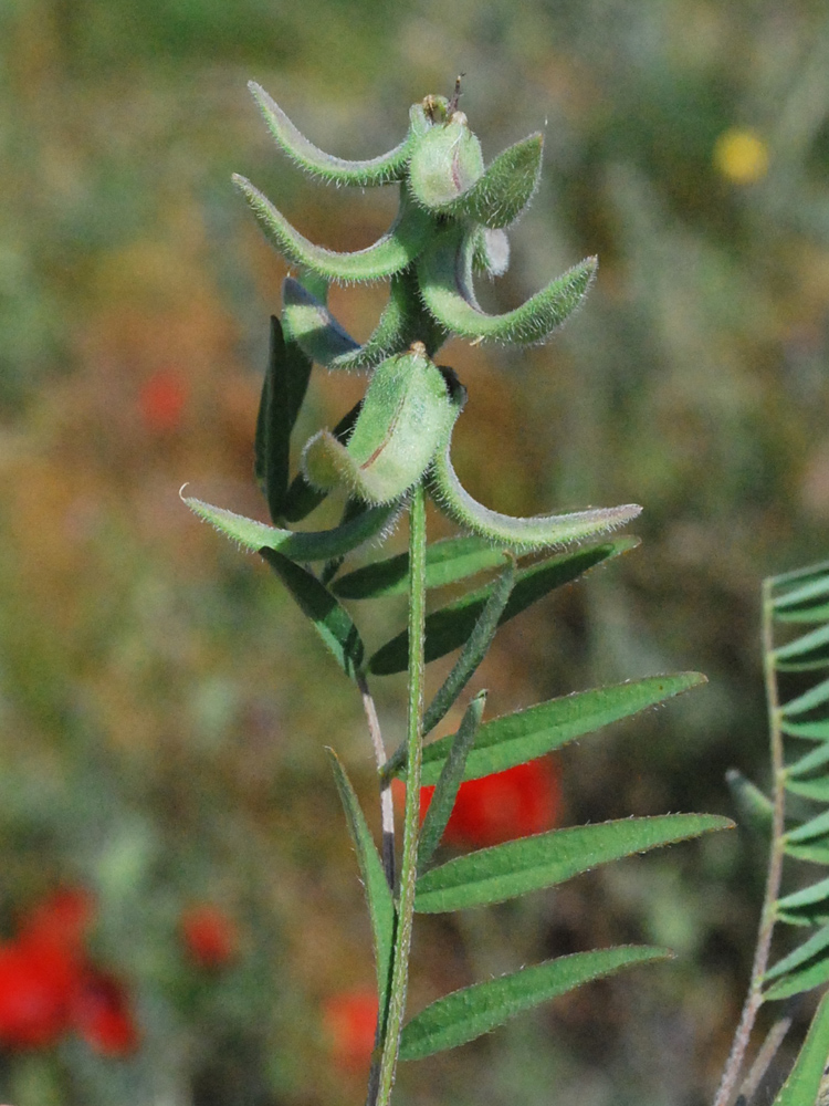 Изображение особи Astragalus campylotrichus.