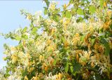 Lonicera japonica