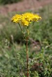 Hypericum scabrum