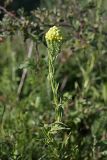 Helichrysum maracandicum