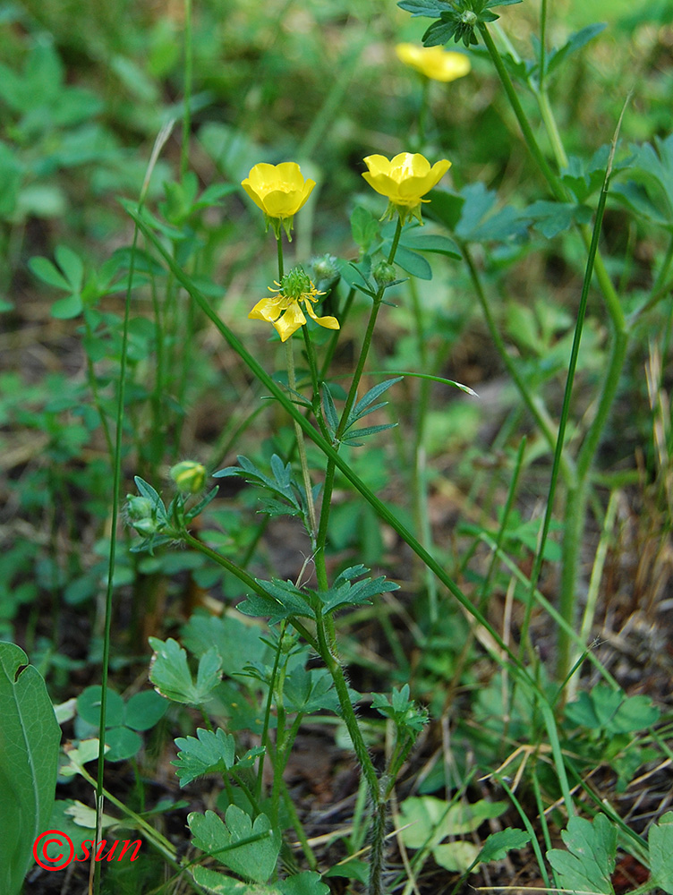 Изображение особи Ranunculus sardous.