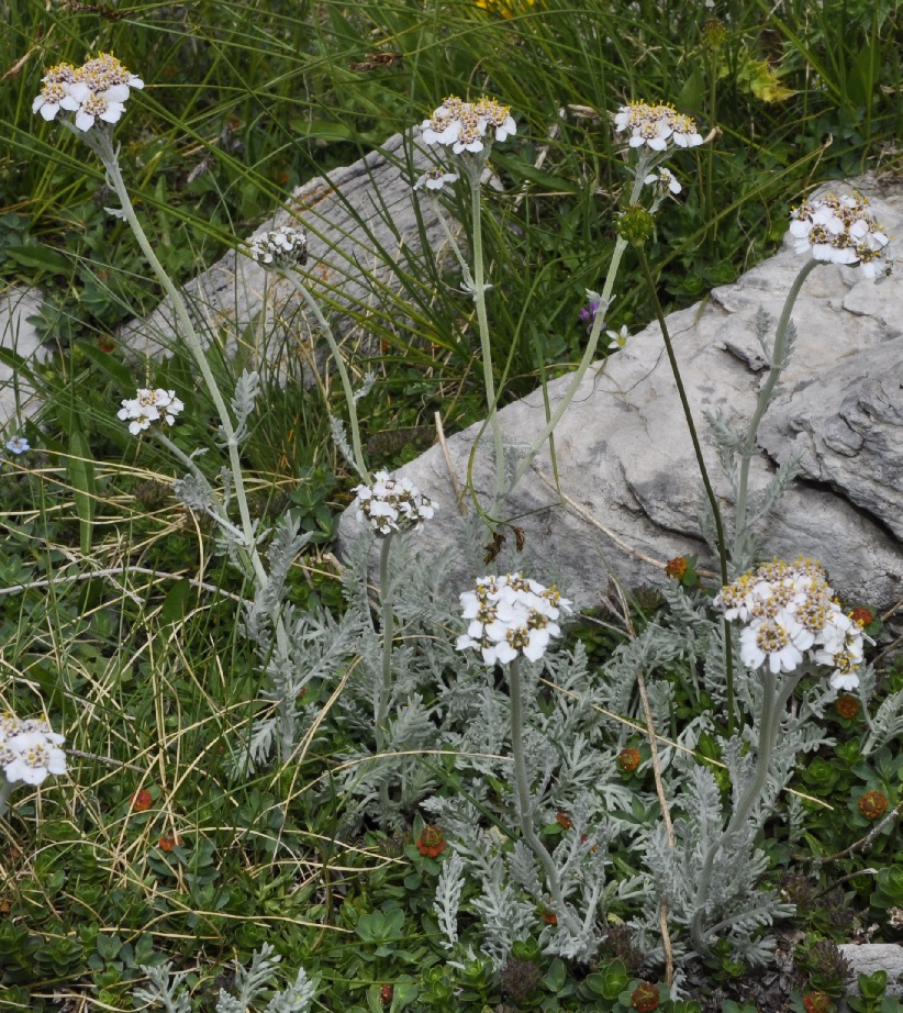 Изображение особи Achillea ambrosiaca.