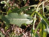 Sonchus подвид uliginosus