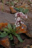 Valeriana chionophila