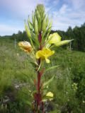 Oenothera rubricaulis