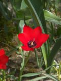 Tulipa linifolia