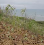 Anisantha tectorum