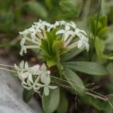 Daphne glomerata