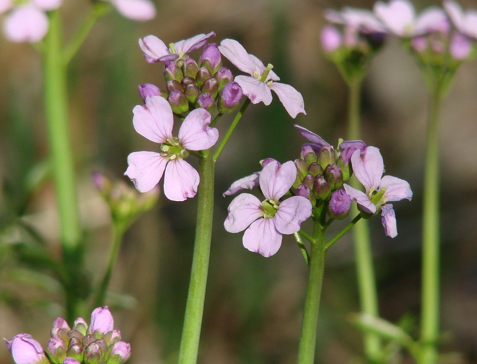 Изображение особи Cardamine pratensis.