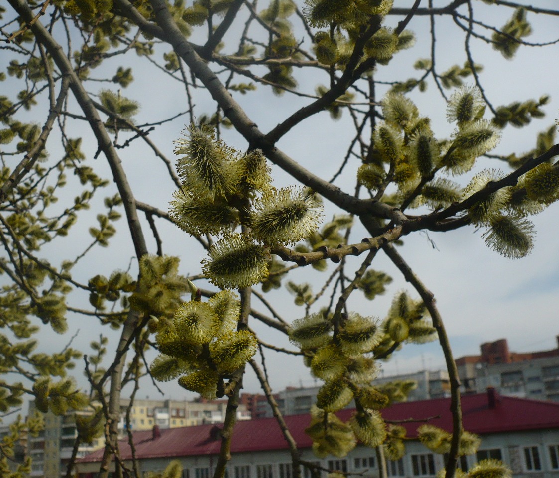 Изображение особи Salix caprea.