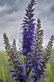 Veronica longifolia. Верхушка соцветия. Татарстан, восточный склон Приволжской возв. на берегу Куйбышевского вдхр. в р-не устья р. Кама, луг. 04.07.2006.