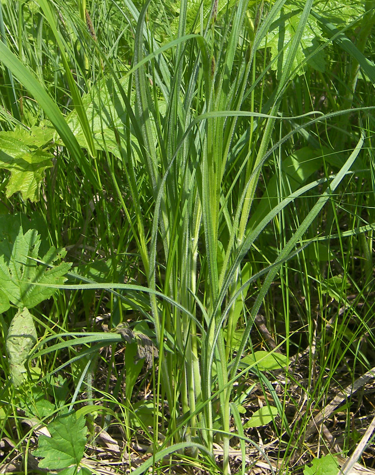 Изображение особи Carex hirta.