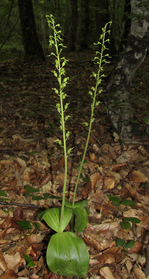 Изображение особи Listera ovata.