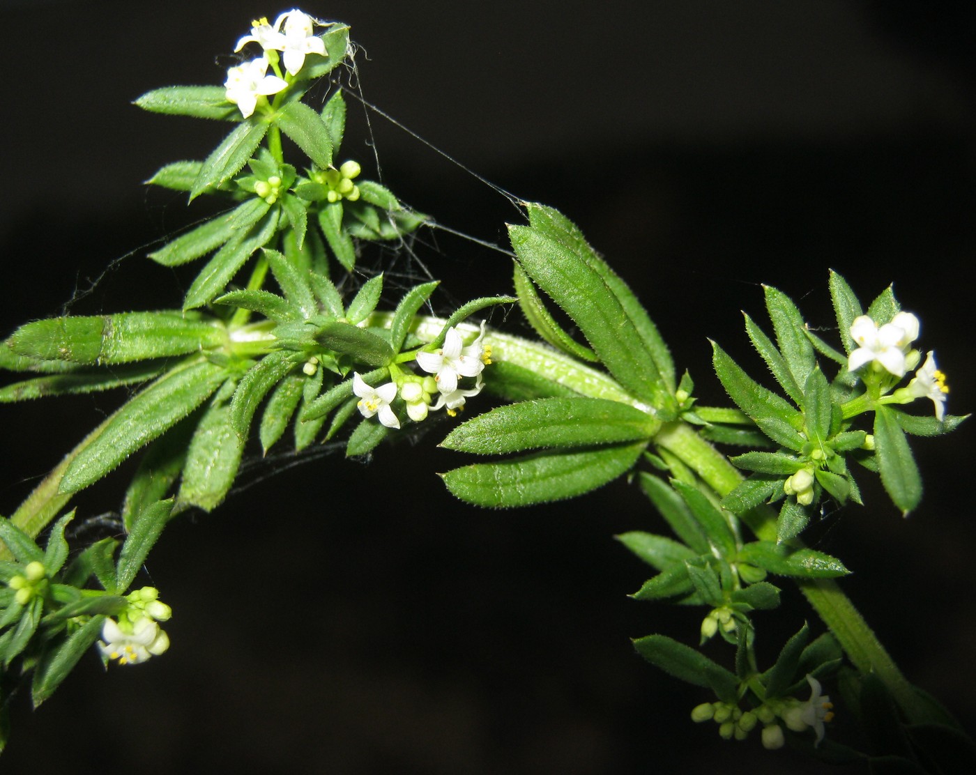 Изображение особи Galium humifusum.