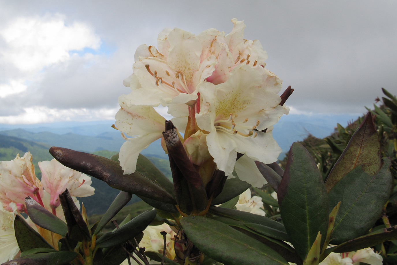 Изображение особи Rhododendron caucasicum.