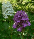 Anacamptis pyramidalis