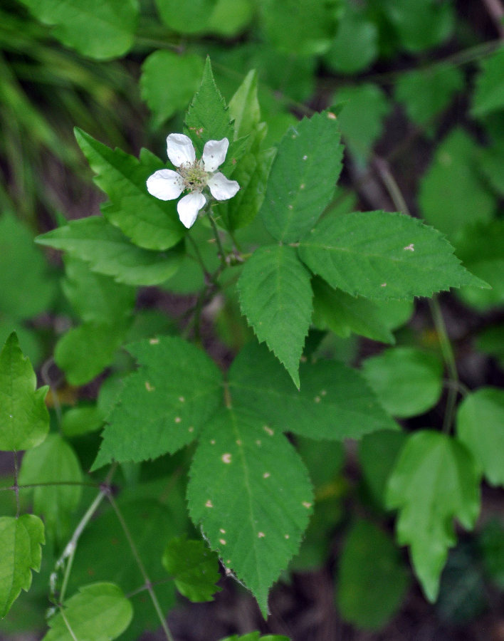 Изображение особи Rubus caesius.