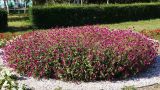 Gomphrena globosa